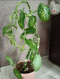 Продам комнатное растение дифенбахия