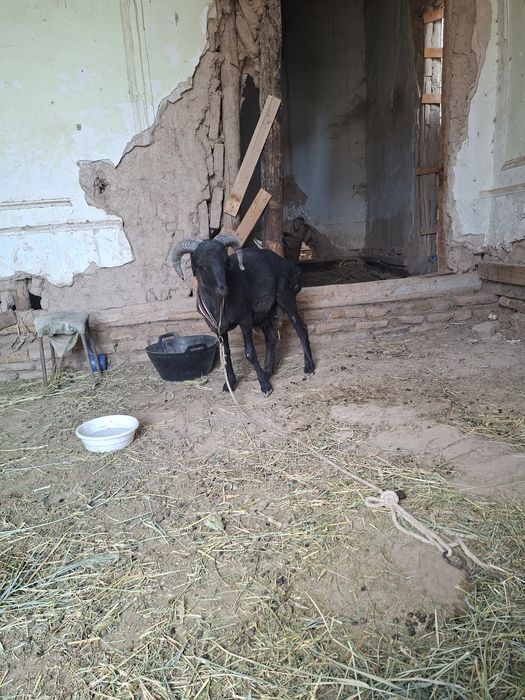 Кой козилар 4364