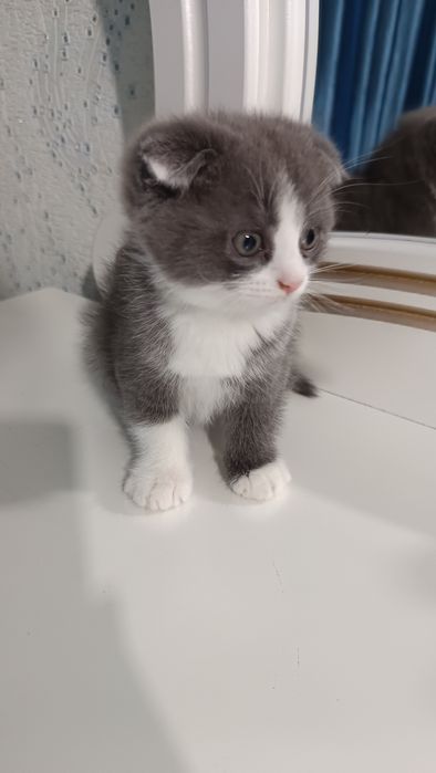 Продаётся котёнок скотиш фолд