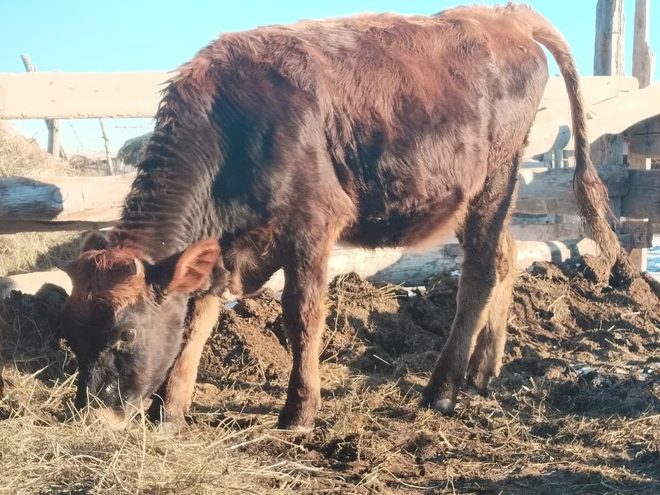 Коровы и быки продается