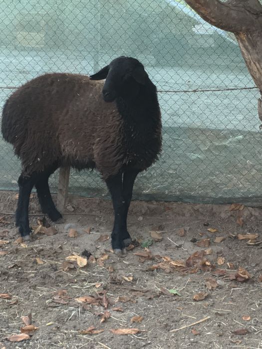 Молодая овца