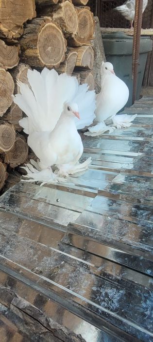 Vind sau schimbPorumbei rotați King texani