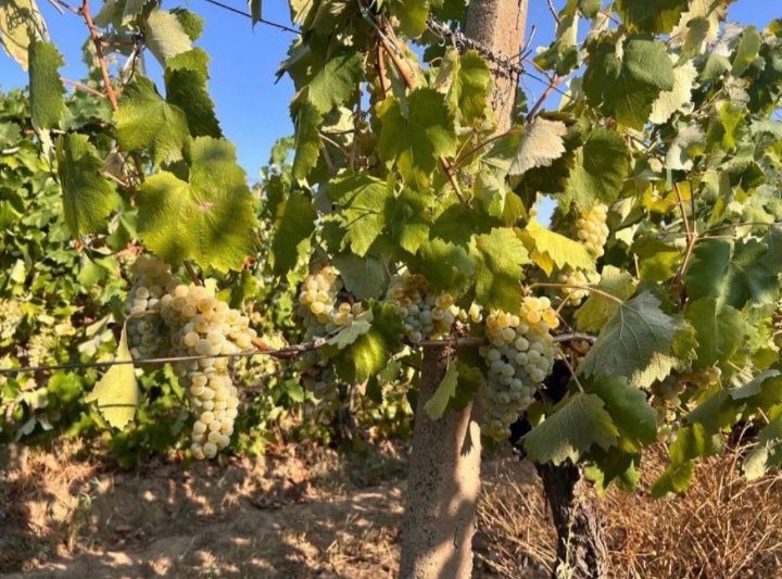 Struguri de vin Tămâioasă Românească, Fetească regală, Merlot