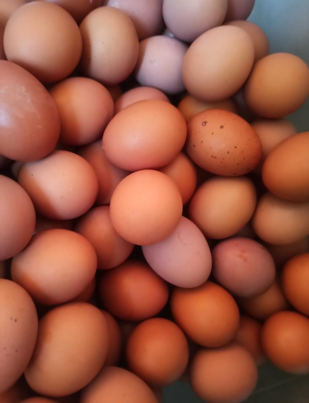 Продаются домашние куриные яйца