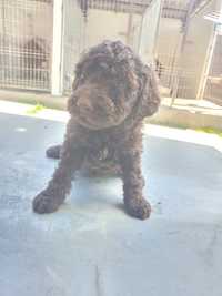 Pui lagotto trufe