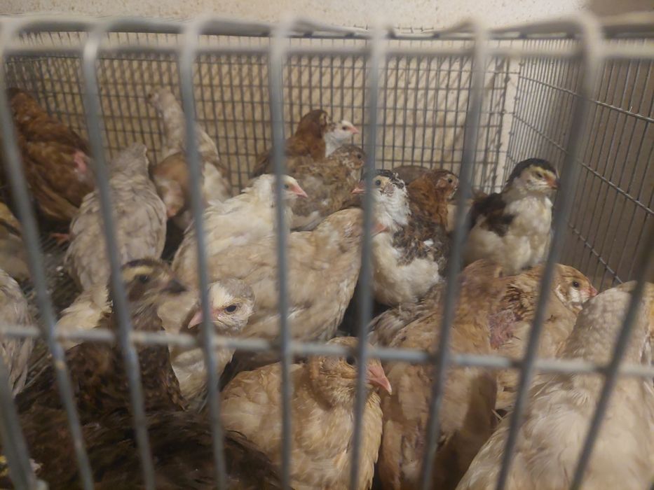 Vând prepelite 5 rase