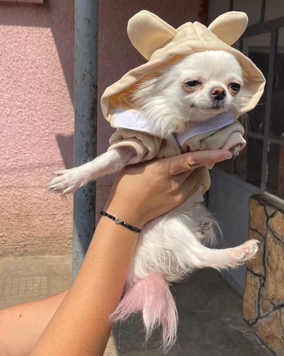 Чихулахула дългокосместо