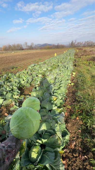 Varză autumn king de vanzare