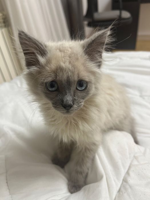 Кошка пародистая