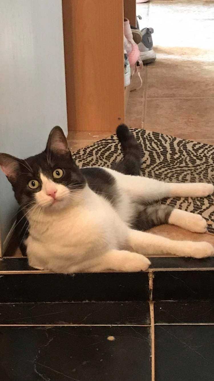 Котки на 7г. и 4г.