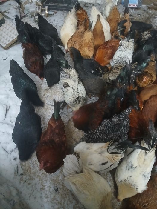Ассалаумағалейкум продам 50 курей и петухов домашних оптом