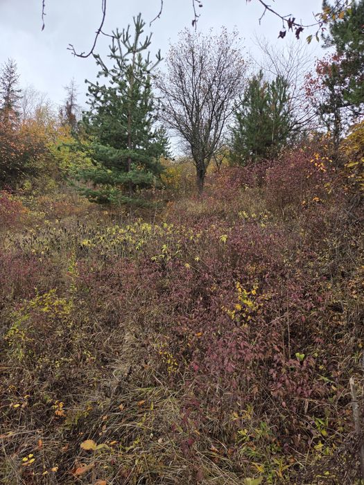 Почистване на запустели парцели и имоти