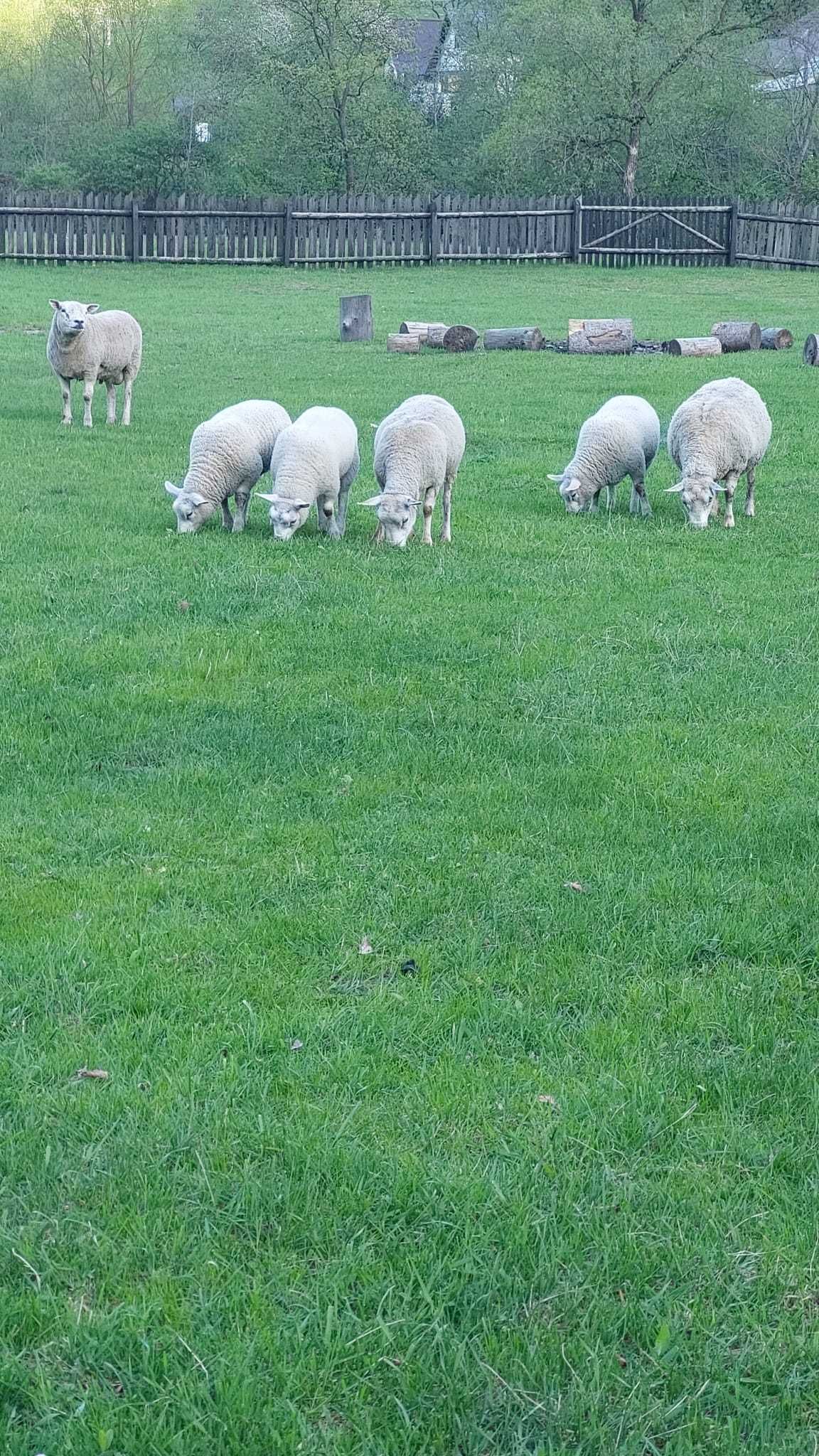 Vand Oi Texel tinere