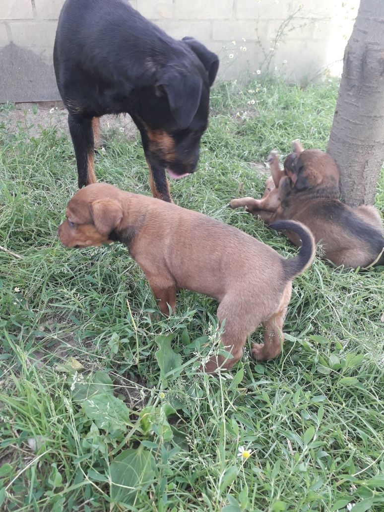 Disponibili patru căței