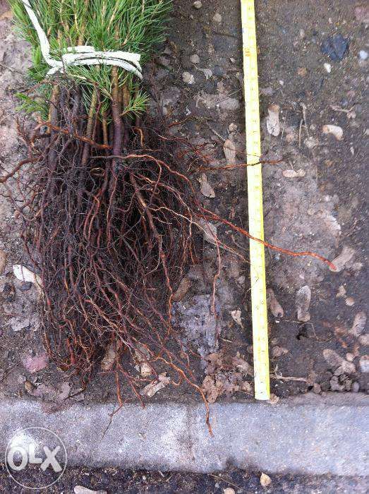 Rasaduri solide de conifere-transport gratuit !!!