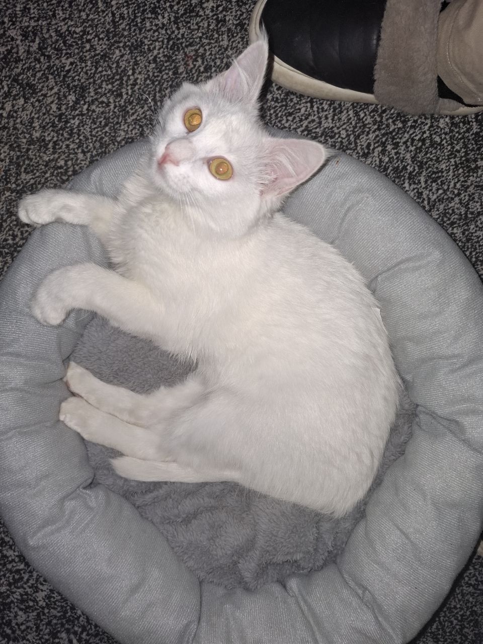 Mushuk sotiladi qizcha