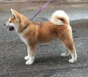Akita Inu Japonez