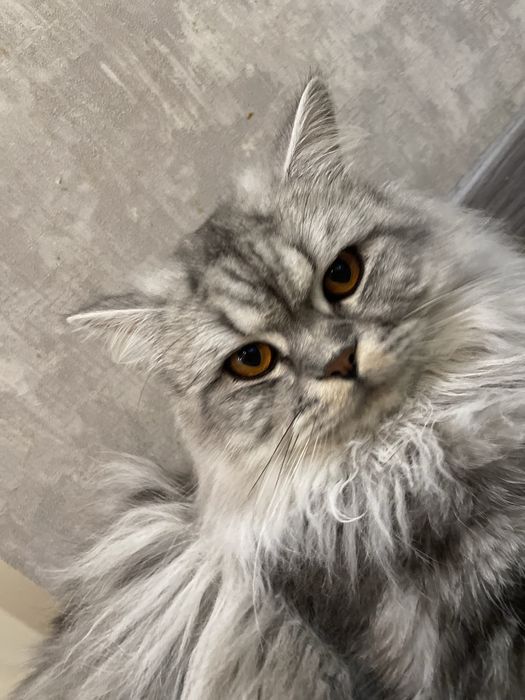 Отдалим в хорошие руки !