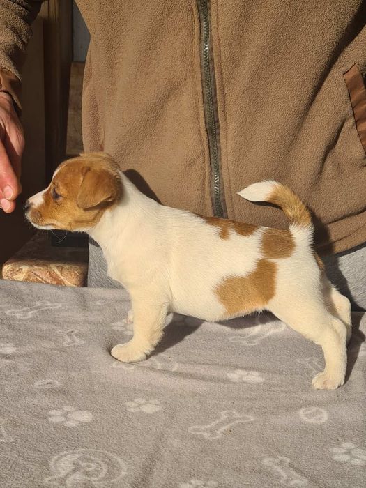 Джак Ръсел Териер