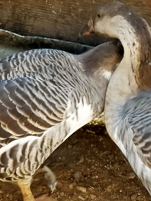 Продаю 3 гусынь Серые