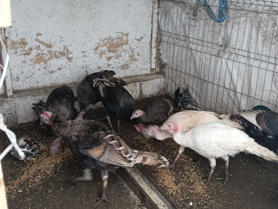 Vând curci de țară