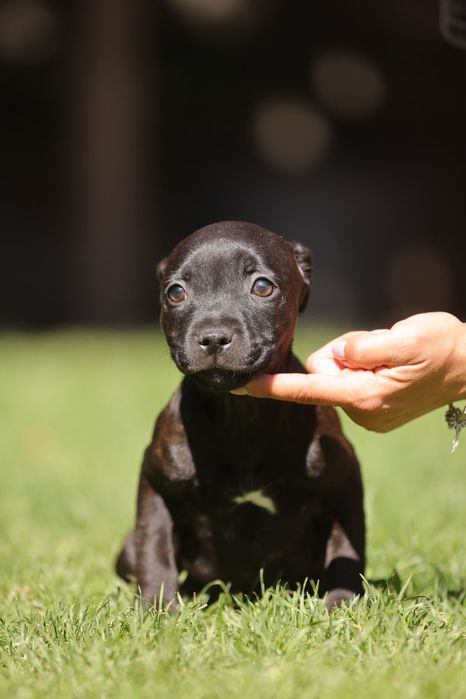 Staffordshire Bull Terrier femela
