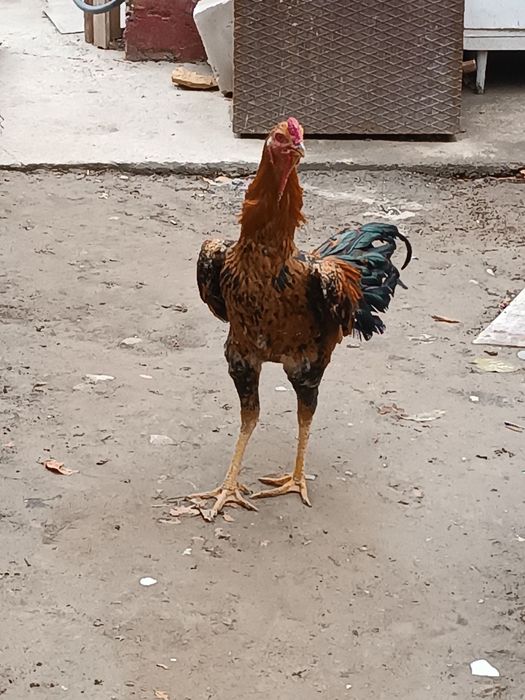 Dakan дакан xoroz tozza par