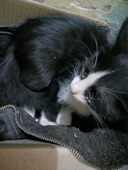 маленький котенок