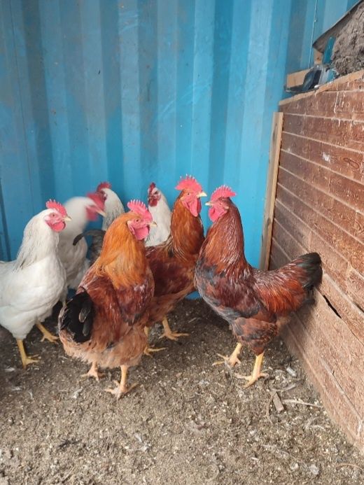 Жас атештер сатылады. Продаются  молодые петушки.