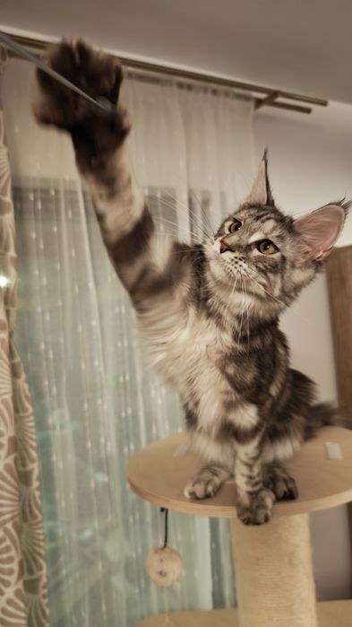 Pisică Maine Coon- Esfir