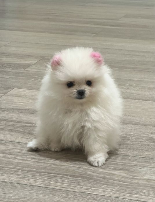 Щенок мини шпиц девочка