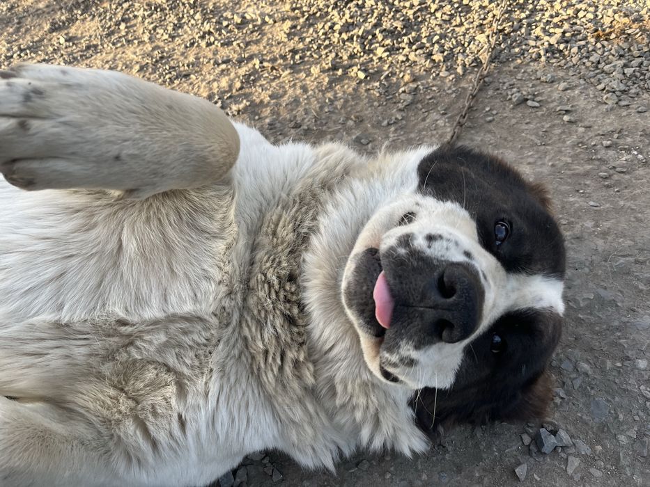 Отдам собаку бесплатно