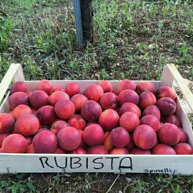 Mevali kuchatlar ishonchli va sifatli sertifkatlashtirilgan