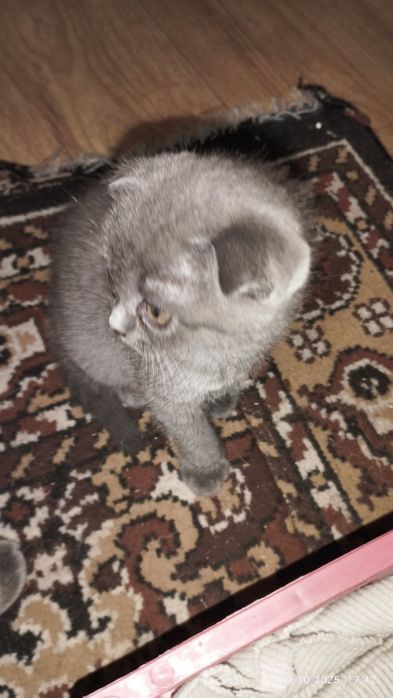 Продам котят породистые