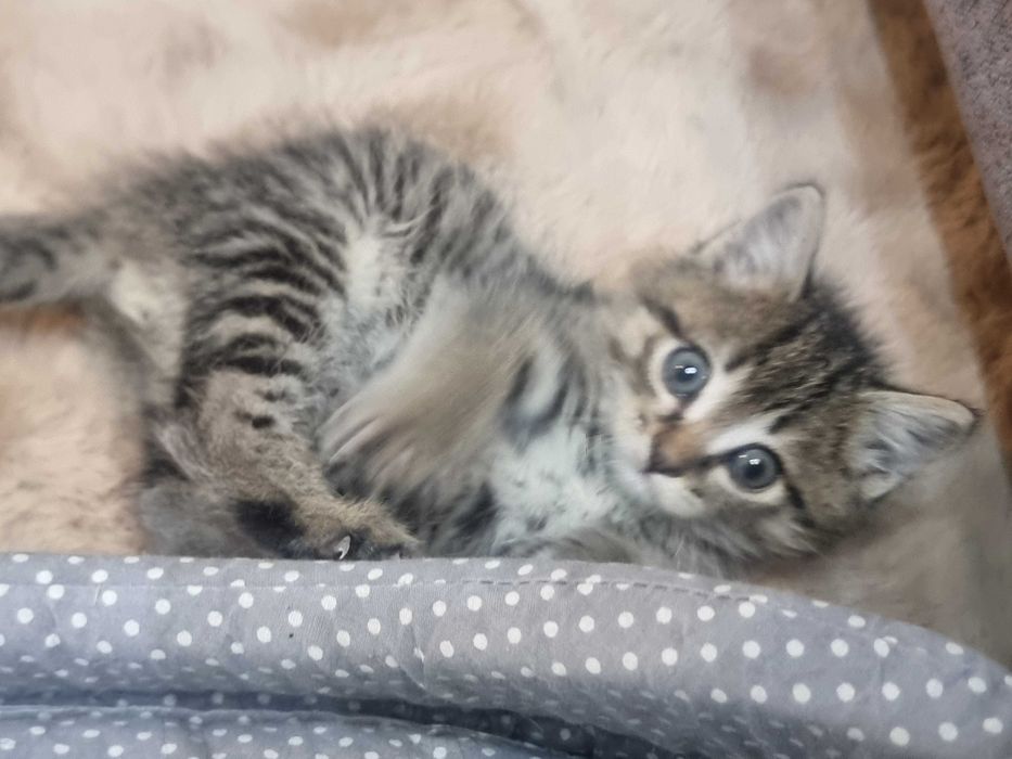 Отдам котенка в хорошие руки