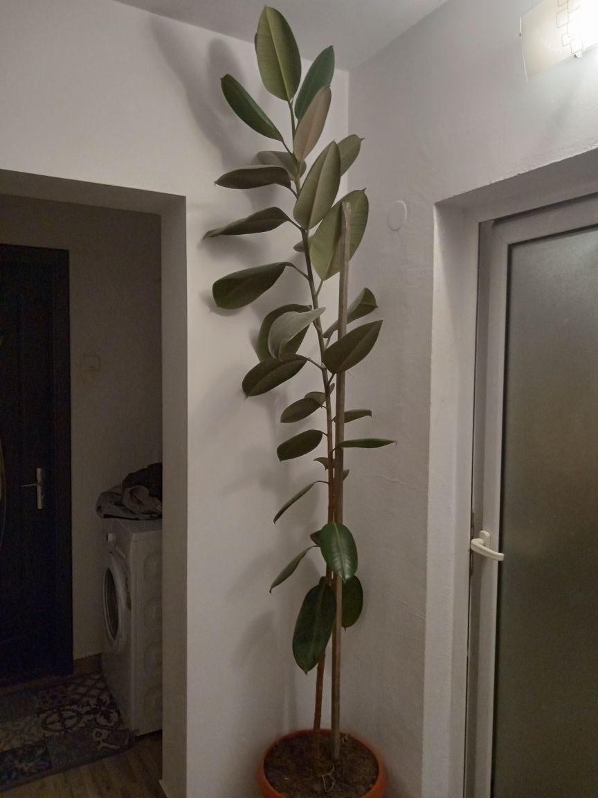 Vând ficus elastica