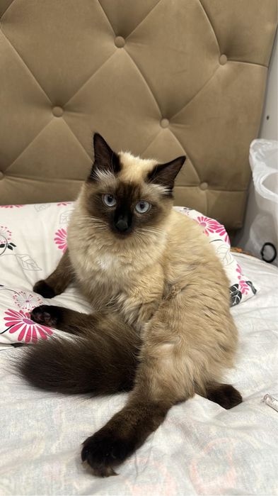 Отдам кошку в хорошие руки