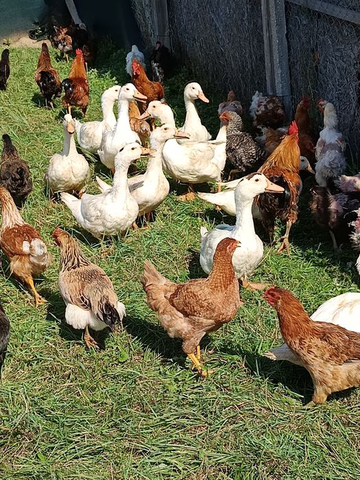 Puicuțe și rățuște