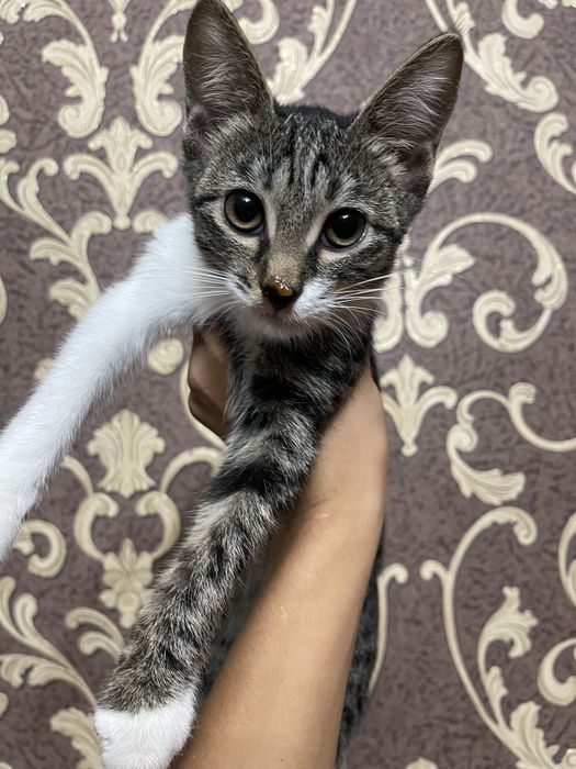 Котик милый ,красивый