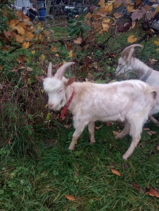 Vând 2 țapi unu alpin și unu sanan