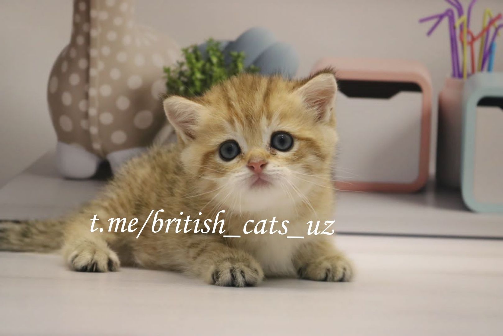 Британские котята