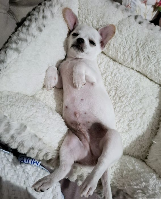 Chihuahua Mini Toy mascul 5 luni vaccinat carnet sănătate