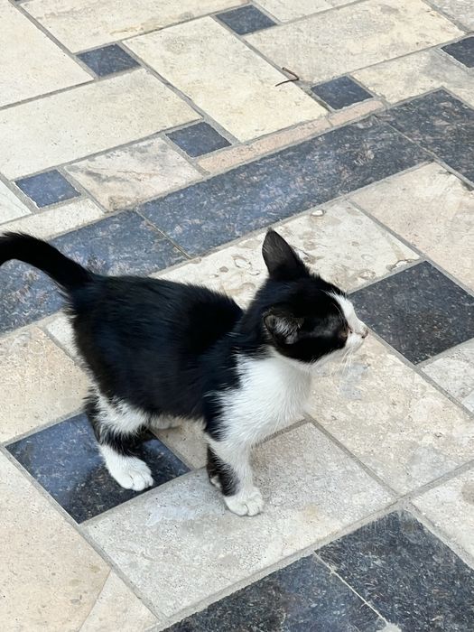 3 oylik mushuk bolalari