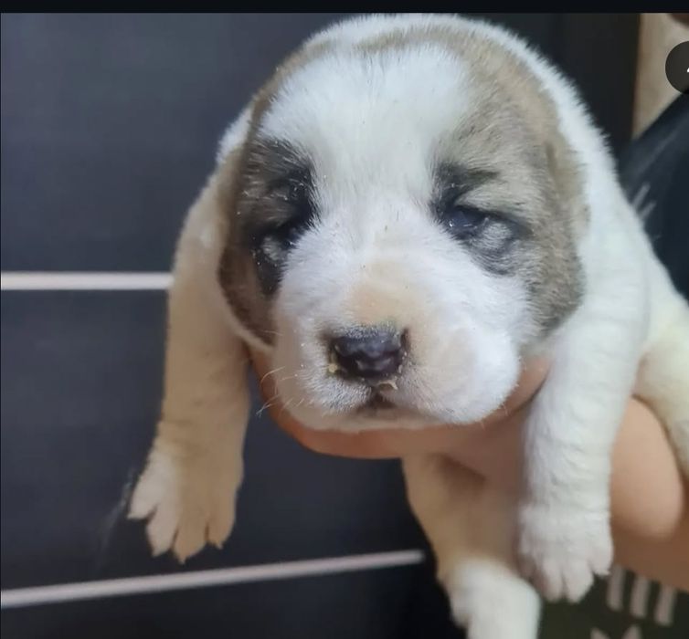 Шикарные малыши САО Алабай