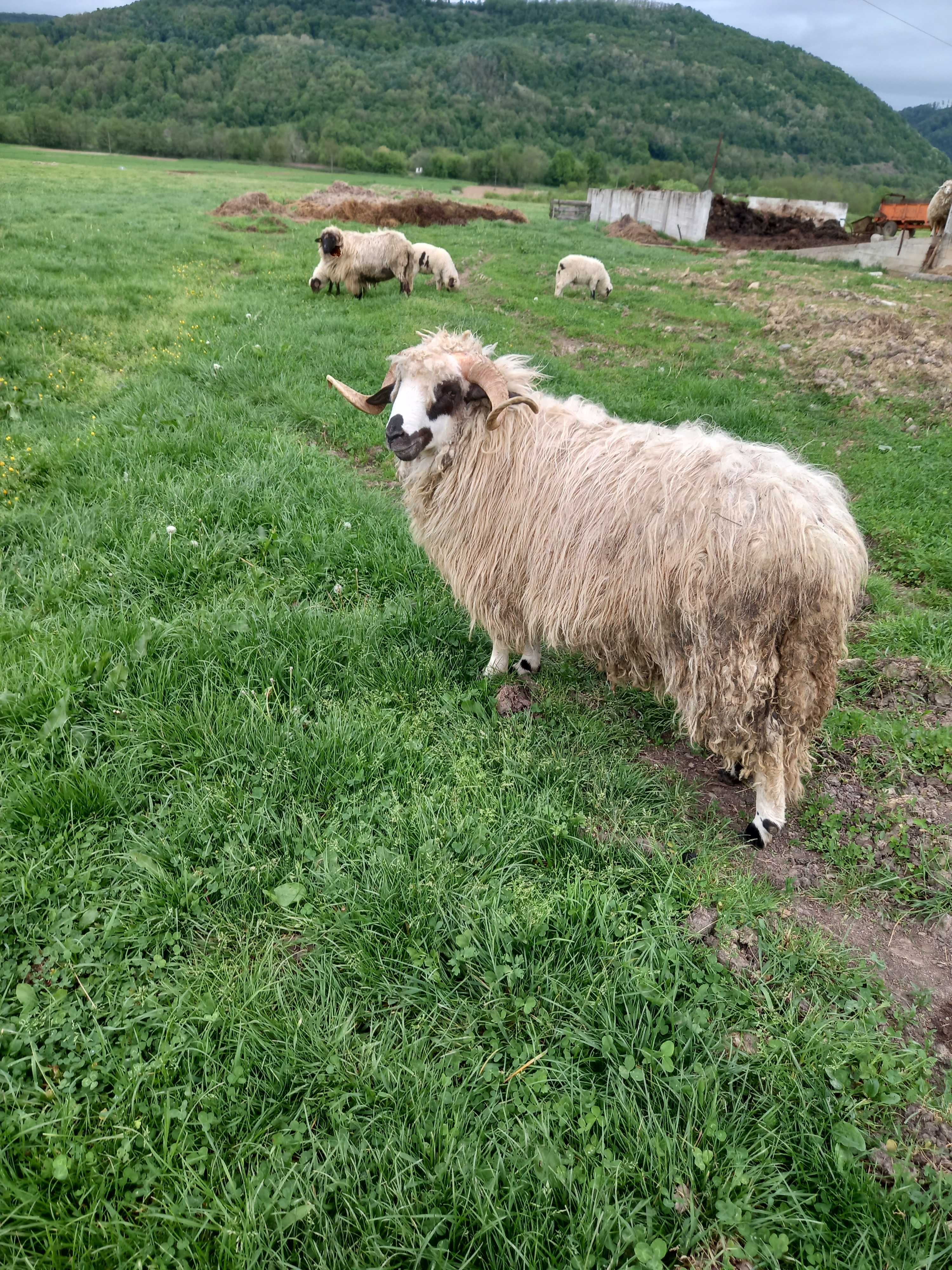 Berbecuti,două bucăți (miei de anul trecut)