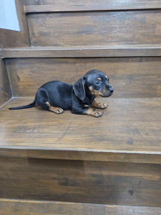 Teckel dachshund