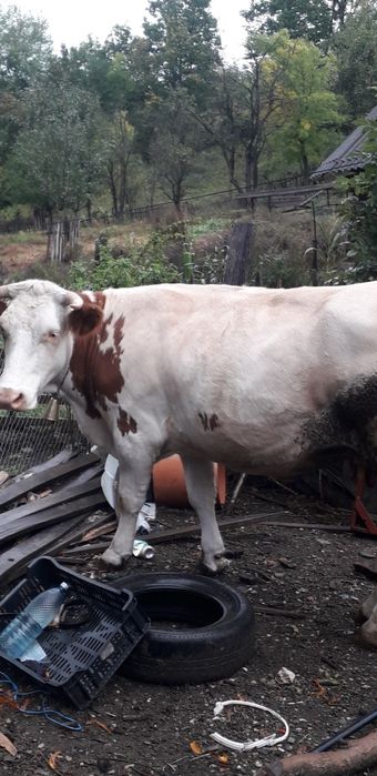 Se vinde vacă de 5 ani Presaca Ampoiului