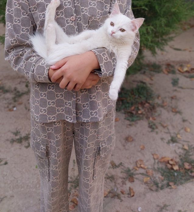 Turk angora oynqaroq aqili 6 oy qiz bolla