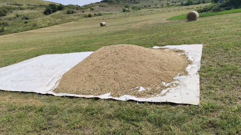 Vând triticale și grau