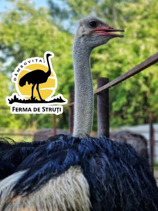 Pui de STRUȚ NEGRU AFRICAN de calitate superioară